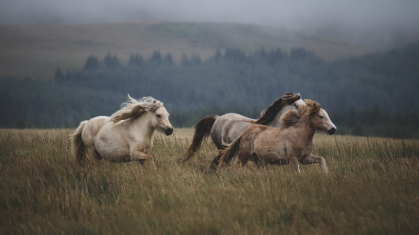 Cada cavalo tem sua essência — Aldo Vendramin explica o que distingue Crioulos e Mangalargas no trabalho e no lazer.
