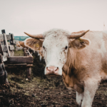 Planejamento estratégico na pecuária: João Eustáquio De Almeida Junior analisa como decisões baseadas em dados ajudam a enfrentar oscilações de mercado e fortalecer a longevidade do negócio rural.