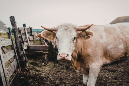 Planejamento estratégico na pecuária: João Eustáquio De Almeida Junior analisa como decisões baseadas em dados ajudam a enfrentar oscilações de mercado e fortalecer a longevidade do negócio rural.