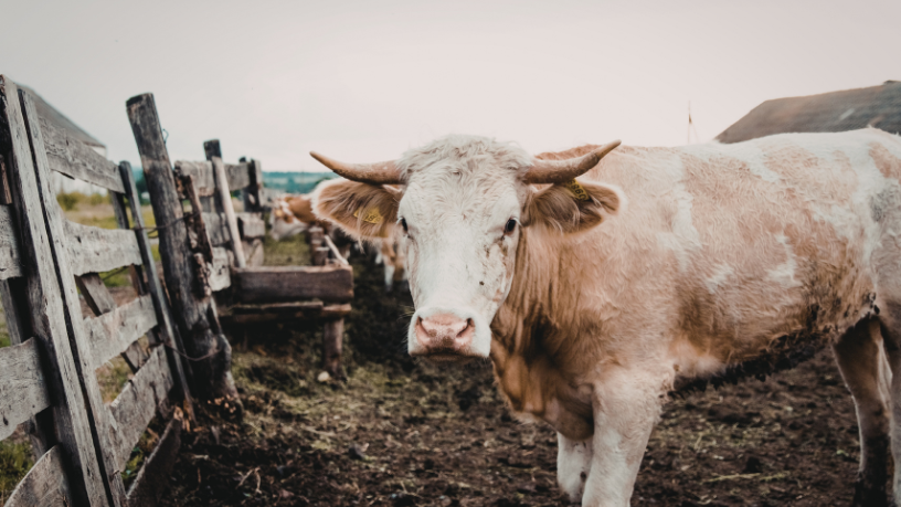 Planejamento estratégico na pecuária: João Eustáquio De Almeida Junior analisa como decisões baseadas em dados ajudam a enfrentar oscilações de mercado e fortalecer a longevidade do negócio rural.
