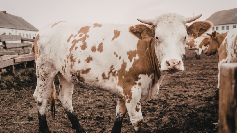 Com foco em dados e visão de longo prazo, João Eustáquio De Almeida Junior aborda o planejamento estratégico como pilar para reduzir riscos e garantir sustentabilidade na pecuária.