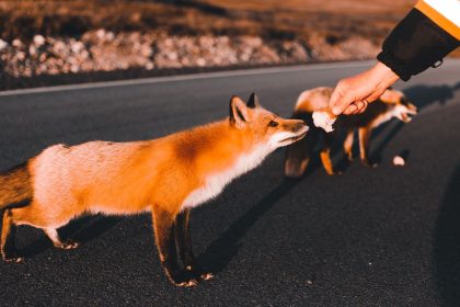 Raposa vermelha se aproxima de uma mão que oferece alimento em uma estrada rural.